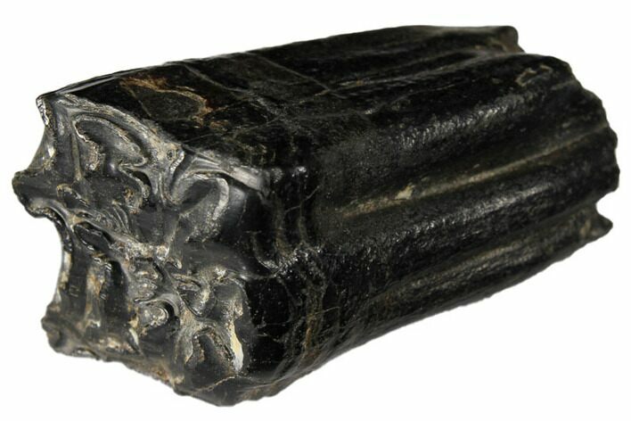 Pleistocene Aged Fossil Horse Tooth - Florida #122592
